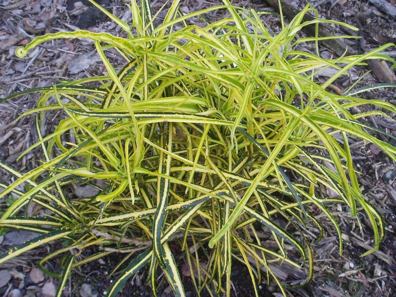 Codiaeum brilliantissima 'Goldilocks' (Yellow String) — Vintage